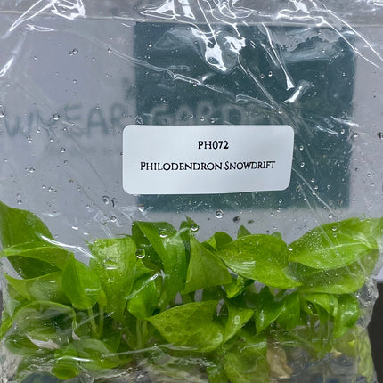 Philodendron Snowdrift Tissue Culture (5 items/bag)