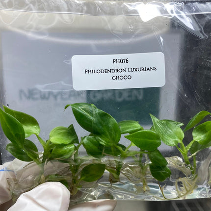 Philodendron Luxurians Choco Tissue Culture (5 items/bag)
