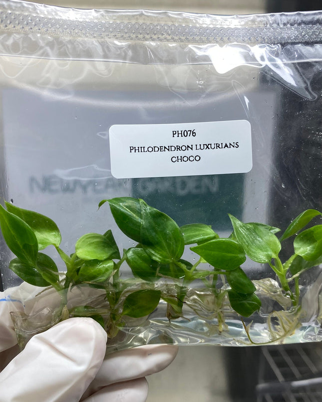 Philodendron Luxurians Choco Tissue Culture (5 items/bag)