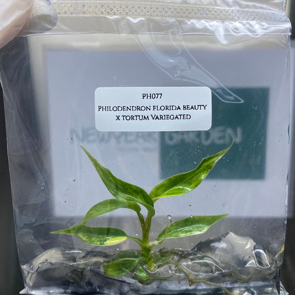 Philodendron Florida Beauty x Tortum Variegated Tissue Culture (1 item/bag)