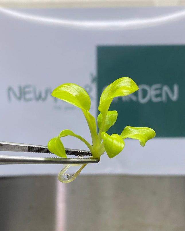 Philodendron Bipinnatifidum Gold Tissue Culture (5 items/bag)