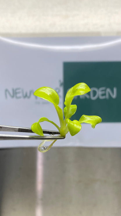 Philodendron Bipinnatifidum Gold Tissue Culture (5 items/bag)