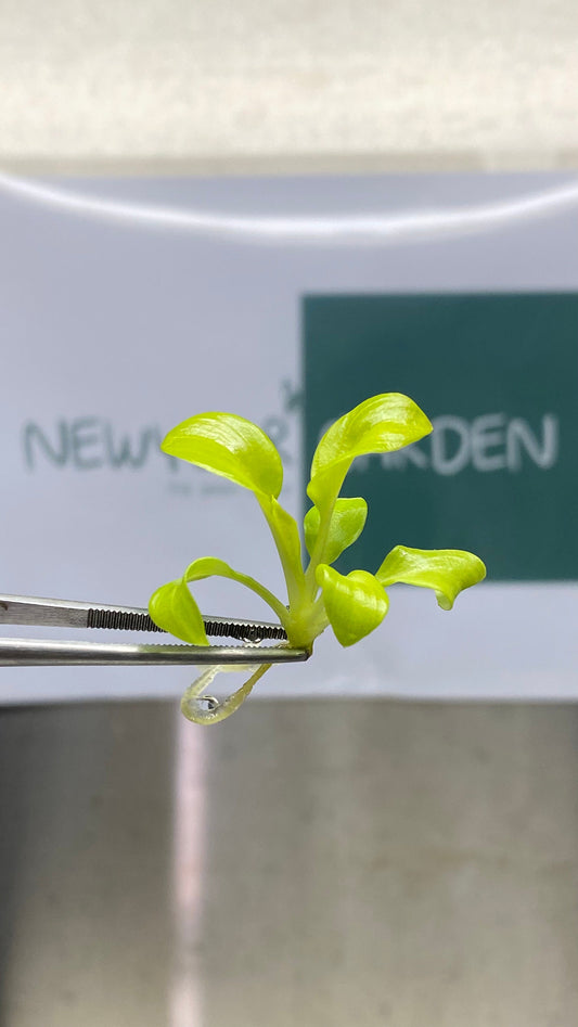 Philodendron Bipinnatifidum Gold Tissue Culture (5 items/bag)