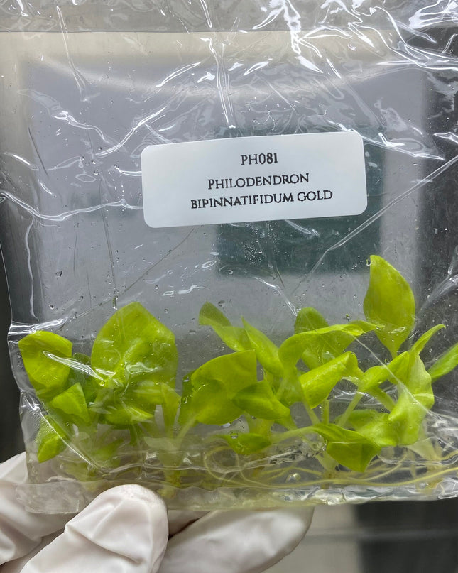 Philodendron Bipinnatifidum Gold Tissue Culture (5 items/bag)