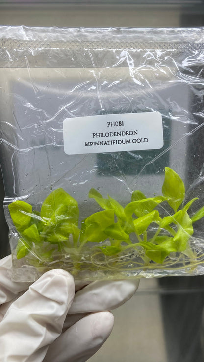 Philodendron Bipinnatifidum Gold Tissue Culture (5 items/bag)