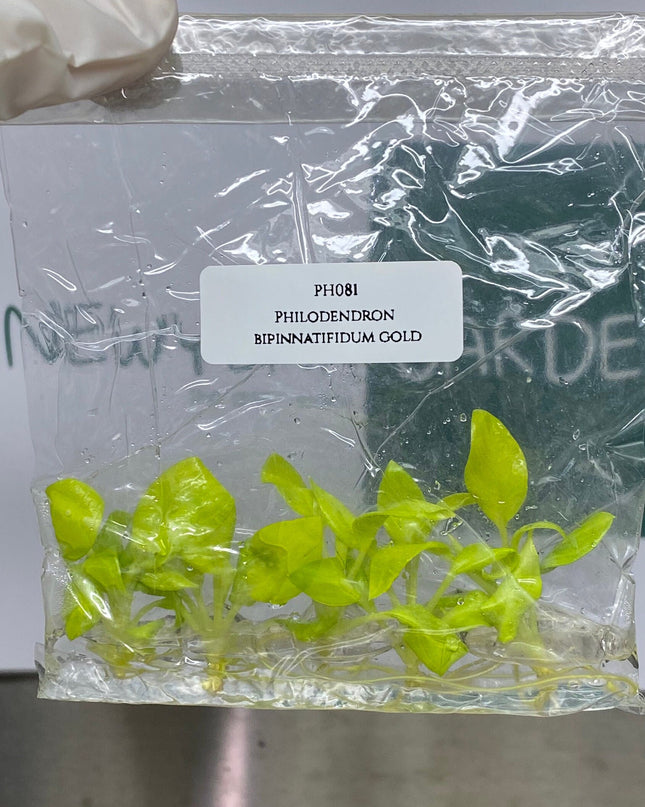Philodendron Bipinnatifidum Gold Tissue Culture (5 items/bag)