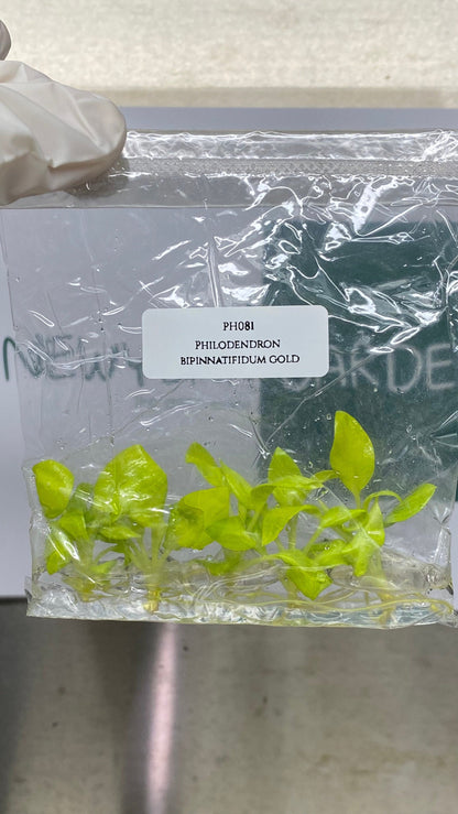 Philodendron Bipinnatifidum Gold Tissue Culture (5 items/bag)