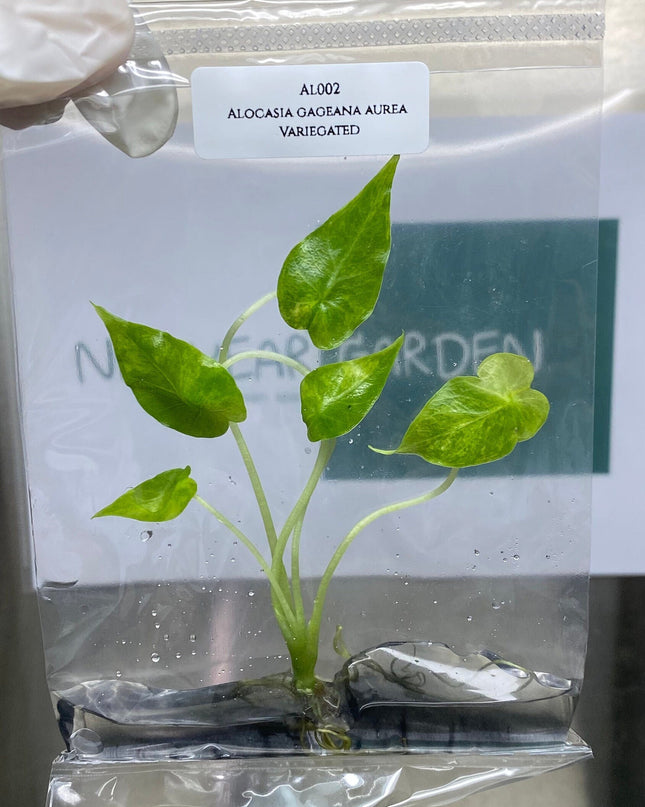 Alocasia Gageana Aurea Variegated Tissue Culture (1 item/bag)