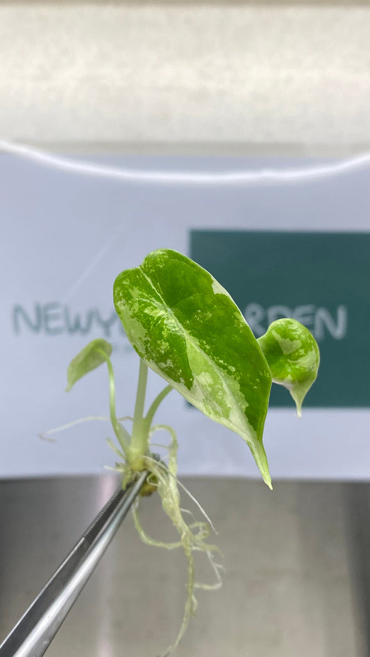 Alocasia Dragon Scale Variegated Tissue Culture (1 item/bag)