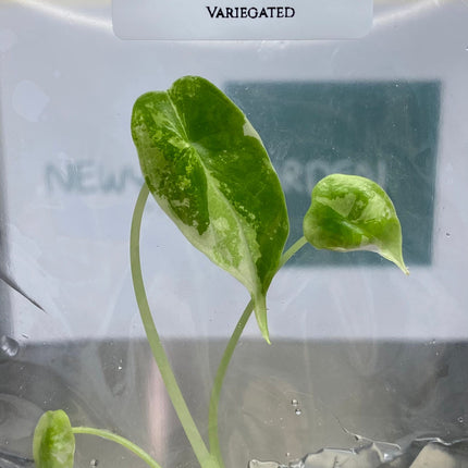 Alocasia Dragon Scale Variegated Tissue Culture (1 item/bag)