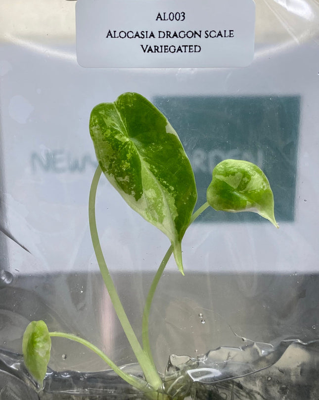 Alocasia Dragon Scale Variegated Tissue Culture (1 item/bag)