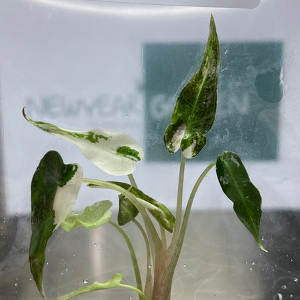 Alocasia Bambino Pink Variegated  Tissue Culture (1 plant/bag)