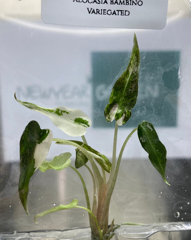 Alocasia Bambino Pink Variegated  Tissue Culture (1 plant/bag)