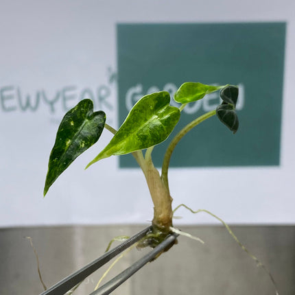 Alocasia Bambino Aurea Variegated Tissue Culture (1 item/bag)