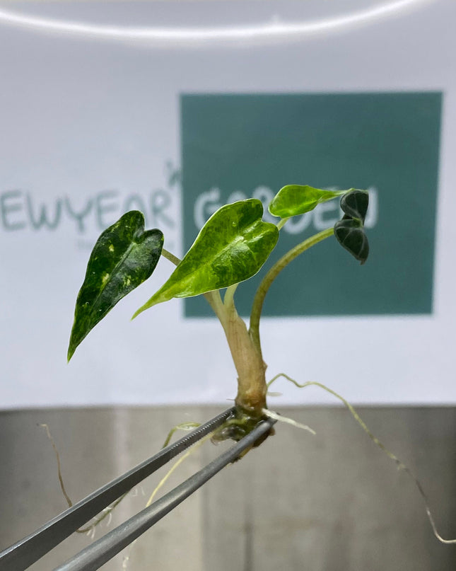 Alocasia Bambino Aurea Variegated Tissue Culture (1 item/bag)