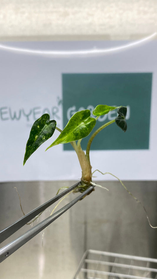Alocasia Bambino Aurea Variegated Tissue Culture (1 item/bag)