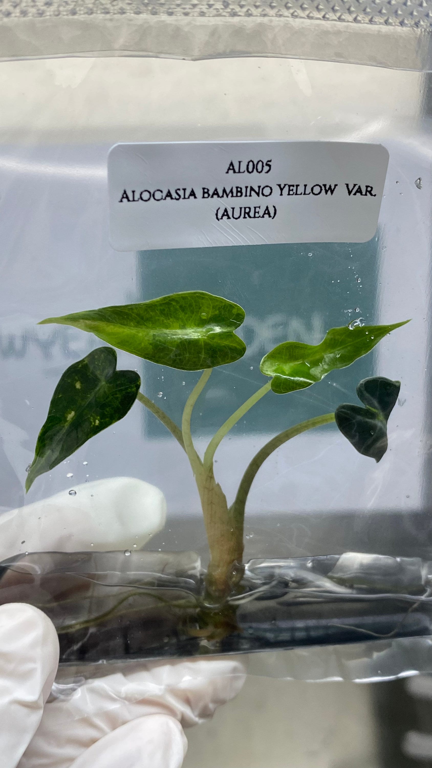 Alocasia bambino Yellow Var. (AUREA) (1 plantlet/bag) Tissue culture