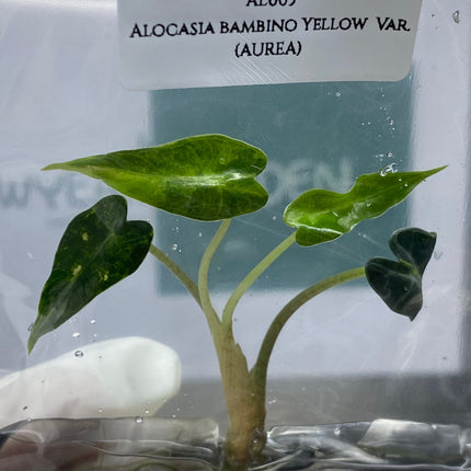 Alocasia Bambino Aurea Variegated Tissue Culture (1 item/bag)