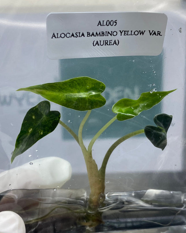 Alocasia Bambino Aurea Variegated Tissue Culture (1 item/bag)