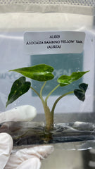 Alocasia bambino Yellow Var. (AUREA) (1 plantlet/bag) Tissue culture