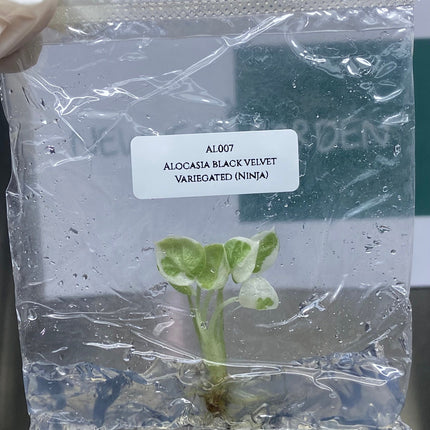 Alocasia Black Velvet Variegated (Ninja) Tissue Culture (1 item/bag)
