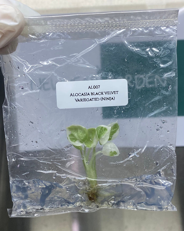 Alocasia Black Velvet Variegated (Ninja) Tissue Culture (1 item/bag)
