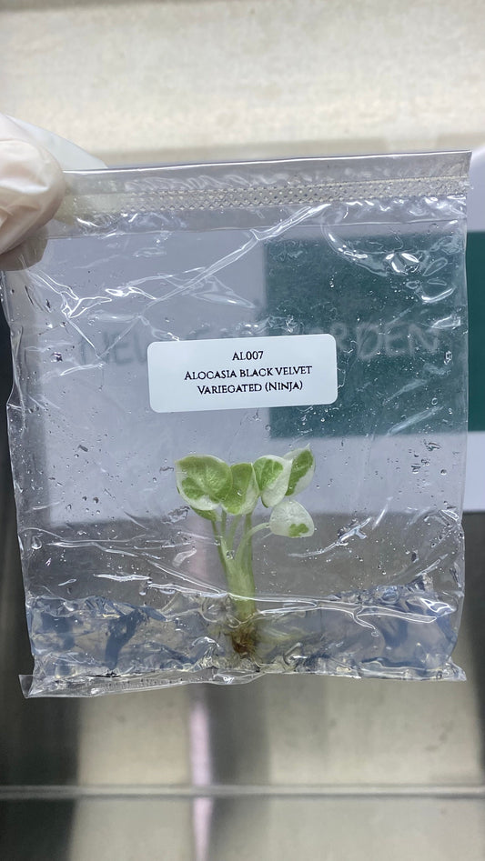 Alocasia Black Velvet Variegated (Ninja) Tissue Culture (1 item/bag)
