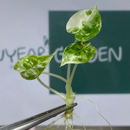 Alocasia Frydex Albo Variegated Tissue Culture (1 item/bag)