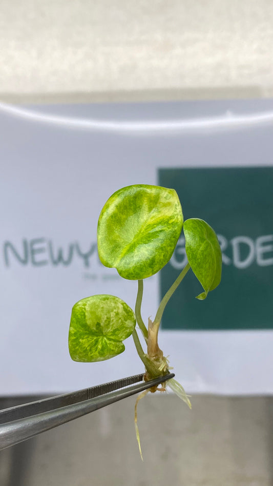 Alocasia Pink Dragon Aurea Variegated Tissue Culture (1 item/bag)