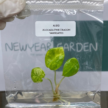Alocasia Pink Dragon Aurea Variegated Tissue Culture (1 item/bag)
