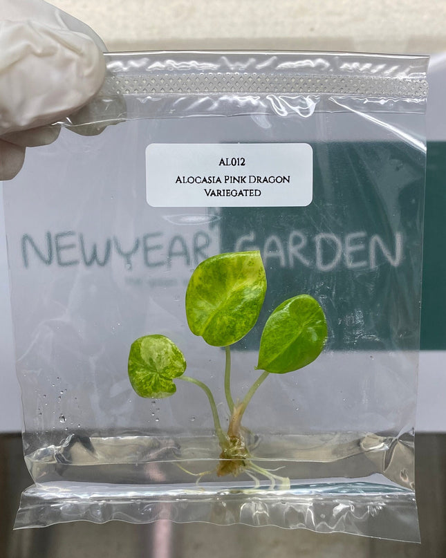 Alocasia Pink Dragon Aurea Variegated Tissue Culture (1 item/bag)