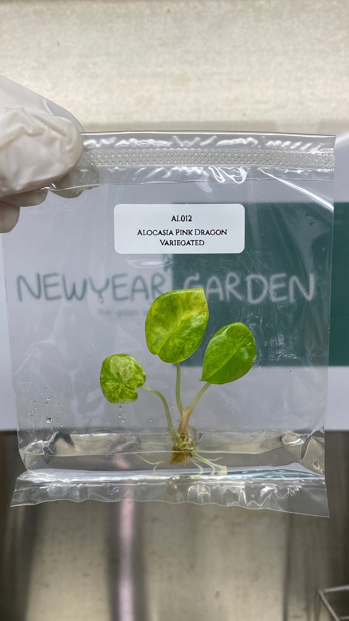 Alocasia Pink Dragon Aurea Variegated Tissue Culture (1 item/bag)