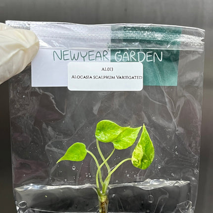 Alocasia Scalprum Aurea Variegated Tissue Culture (1 item/bag)