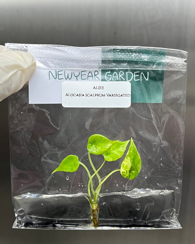 Alocasia Scalprum Aurea Variegated Tissue Culture (1 item/bag)