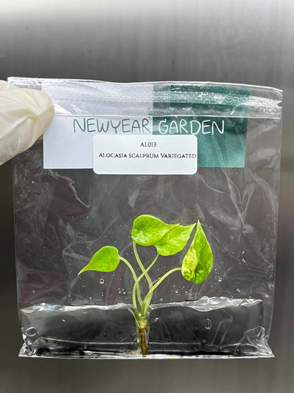 Alocasia Scalprum Aurea Variegated Tissue Culture (1 item/bag)