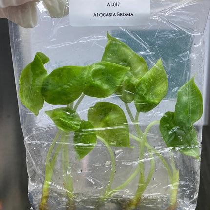 Alocasia Bisma Tissue culture (5 items/bag)