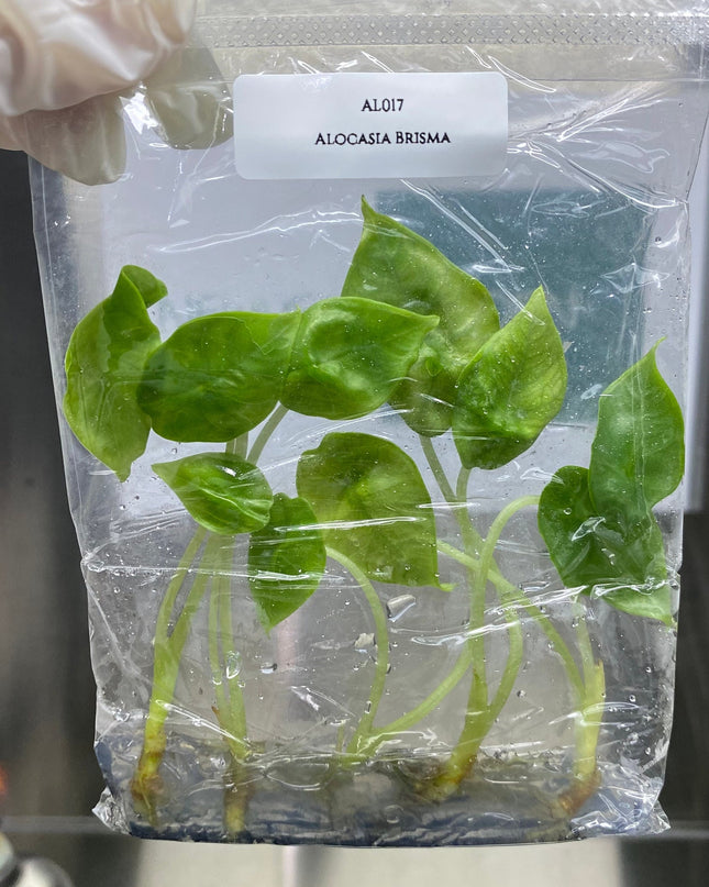 Alocasia Bisma Tissue culture (5 items/bag)