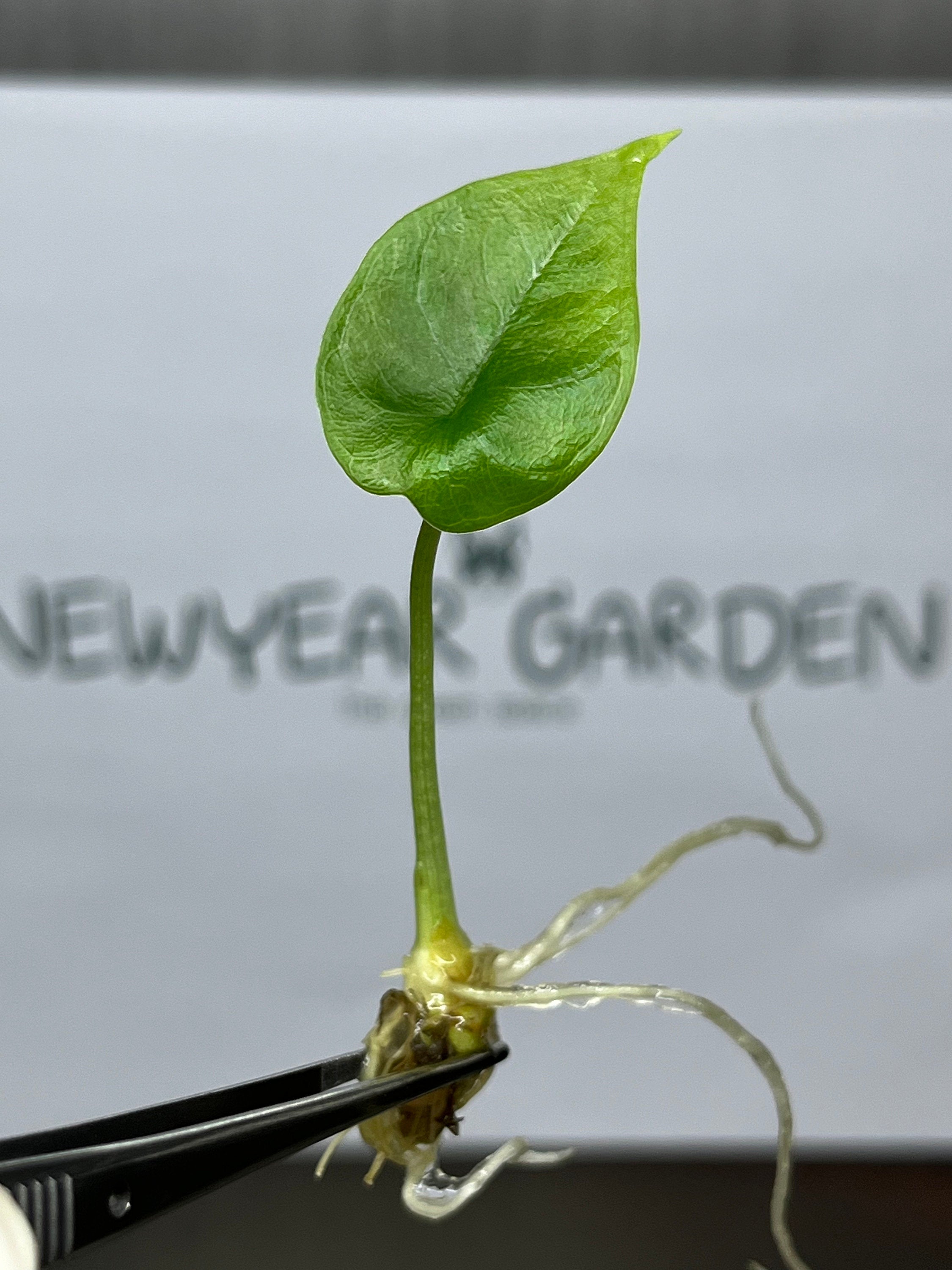 Alocasia Melo (5 plantlets/bag) Tissue culture
