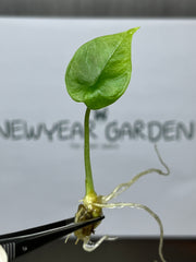 Alocasia Melo (5 plantlets/bag) Tissue culture