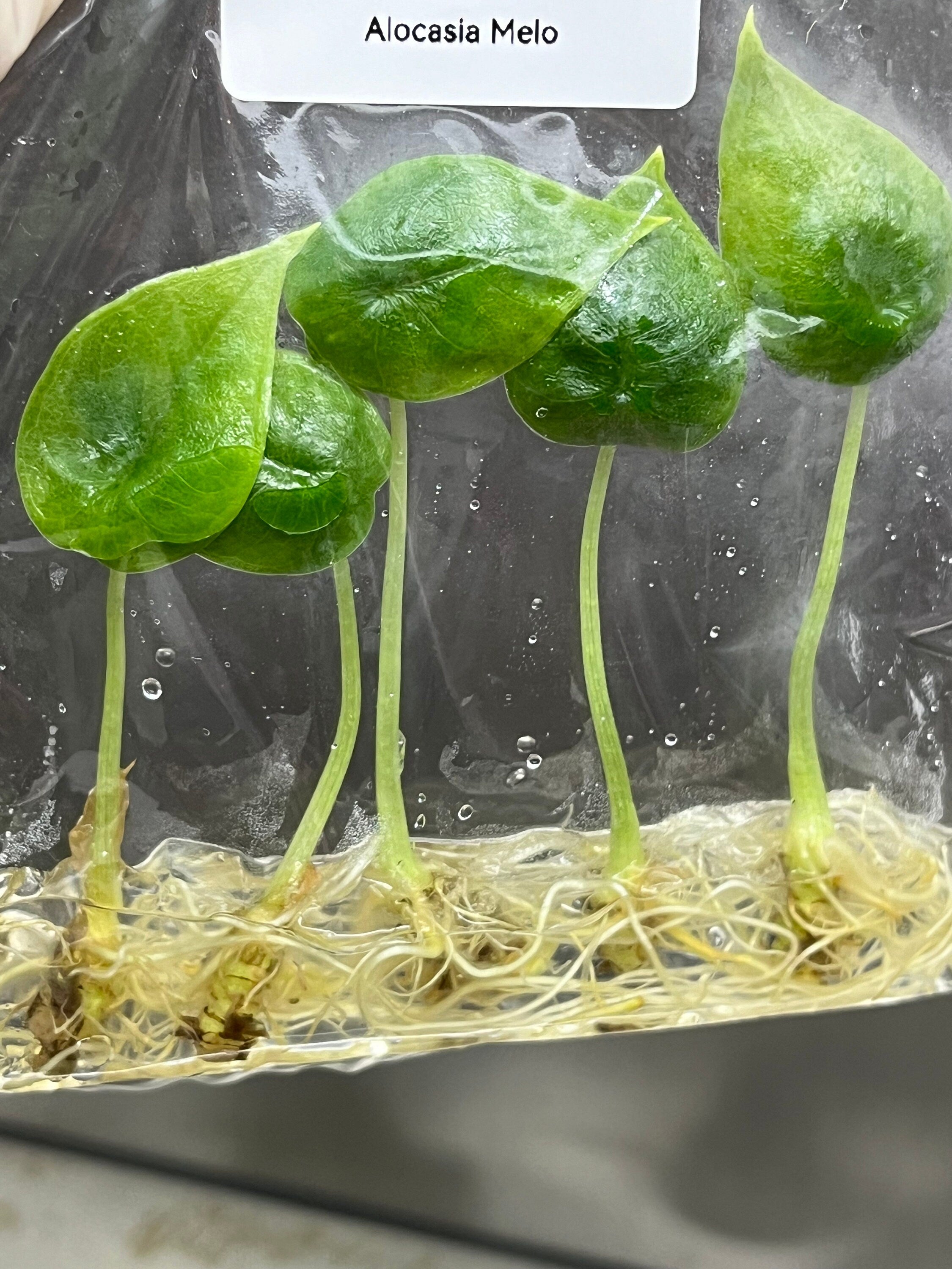 Alocasia Melo (5 plantlets/bag) Tissue culture