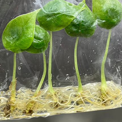 Alocasia Melo  Tissue Culture (5 items/bag)
