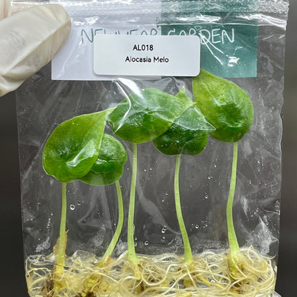 Alocasia Melo  Tissue Culture (5 items/bag)
