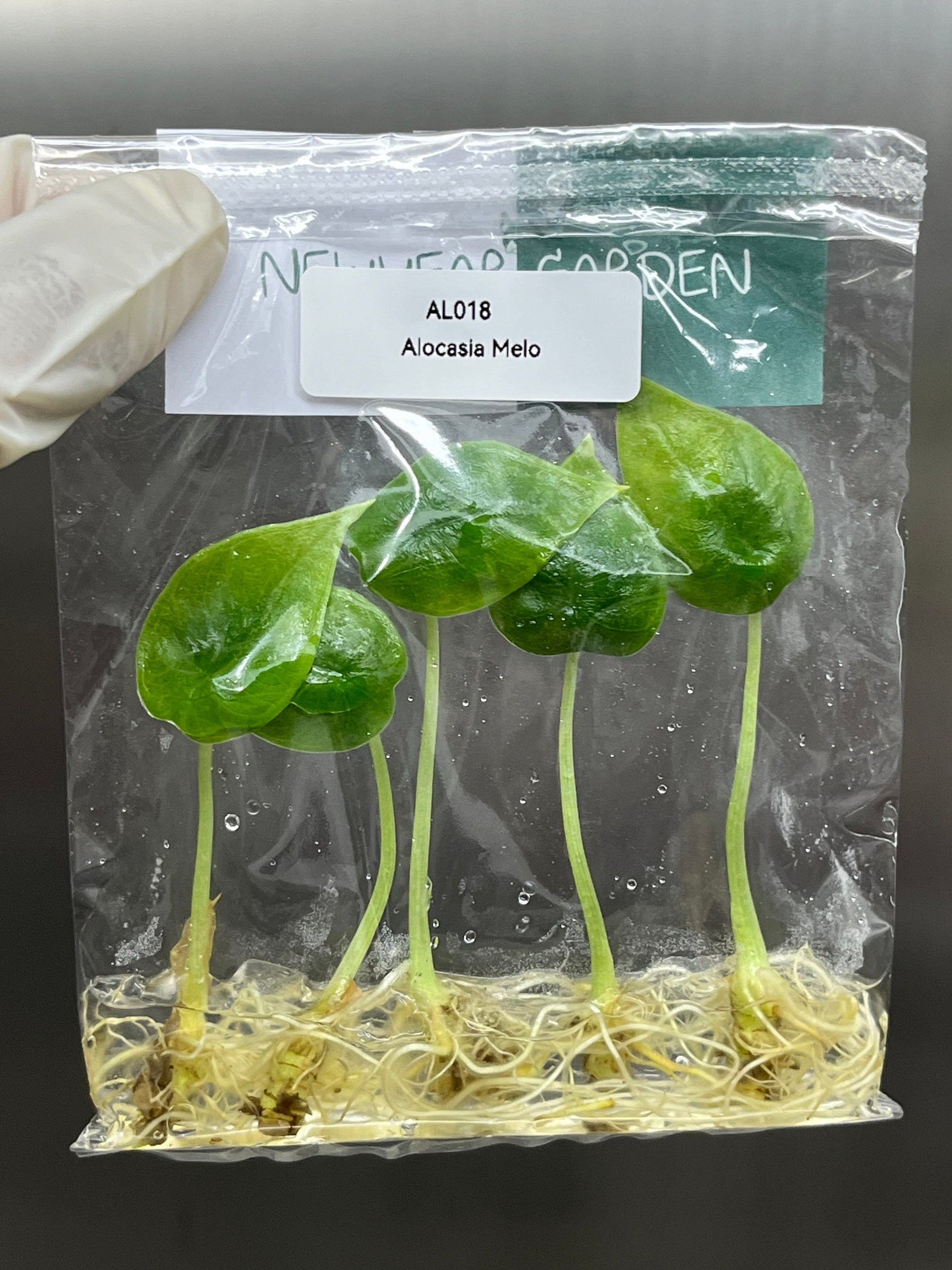 Alocasia Melo  Tissue Culture (5 items/bag)