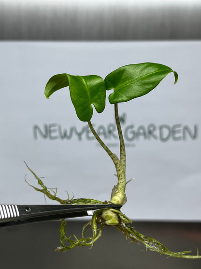 Alocasia Lauterbachiana Tissue Culture (5 items/bag)