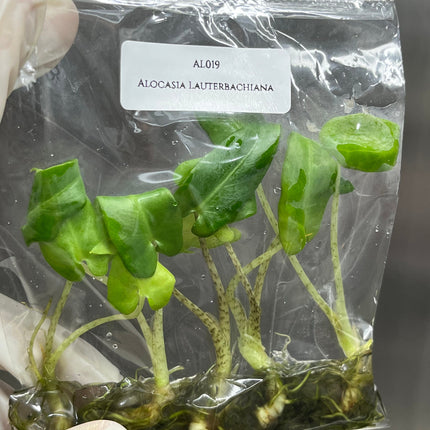 Alocasia Lauterbachiana Tissue Culture (5 items/bag)