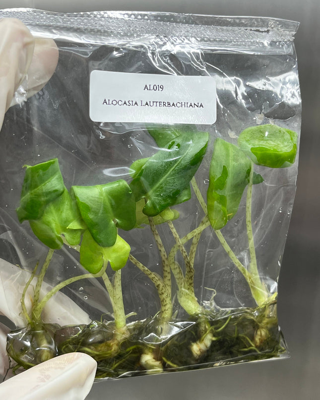 Alocasia Lauterbachiana Tissue Culture (5 items/bag)