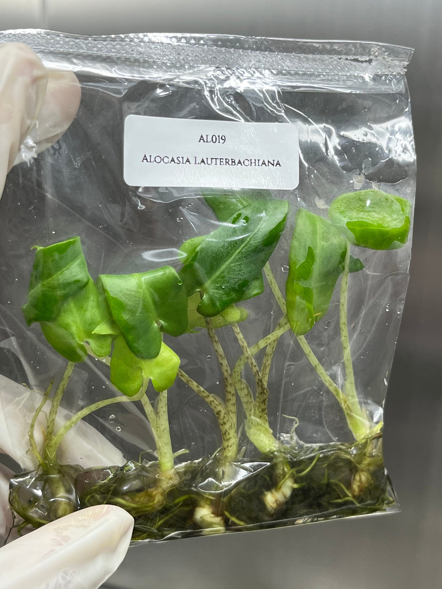Alocasia Lauterbachiana Tissue Culture (5 items/bag)