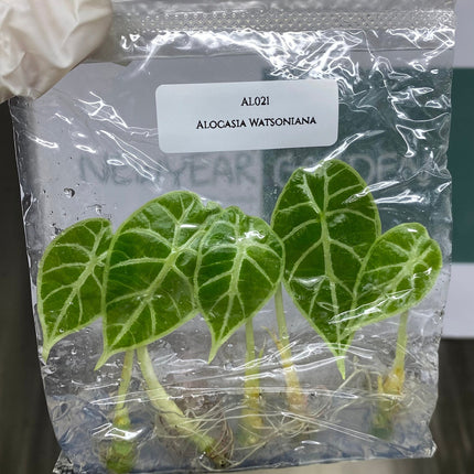 Alocasia Watsoniana  Tissue Culture (5 items/bag)