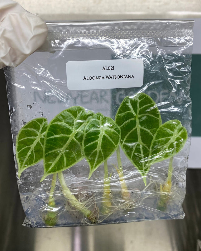 Alocasia Watsoniana  Tissue Culture (5 items/bag)
