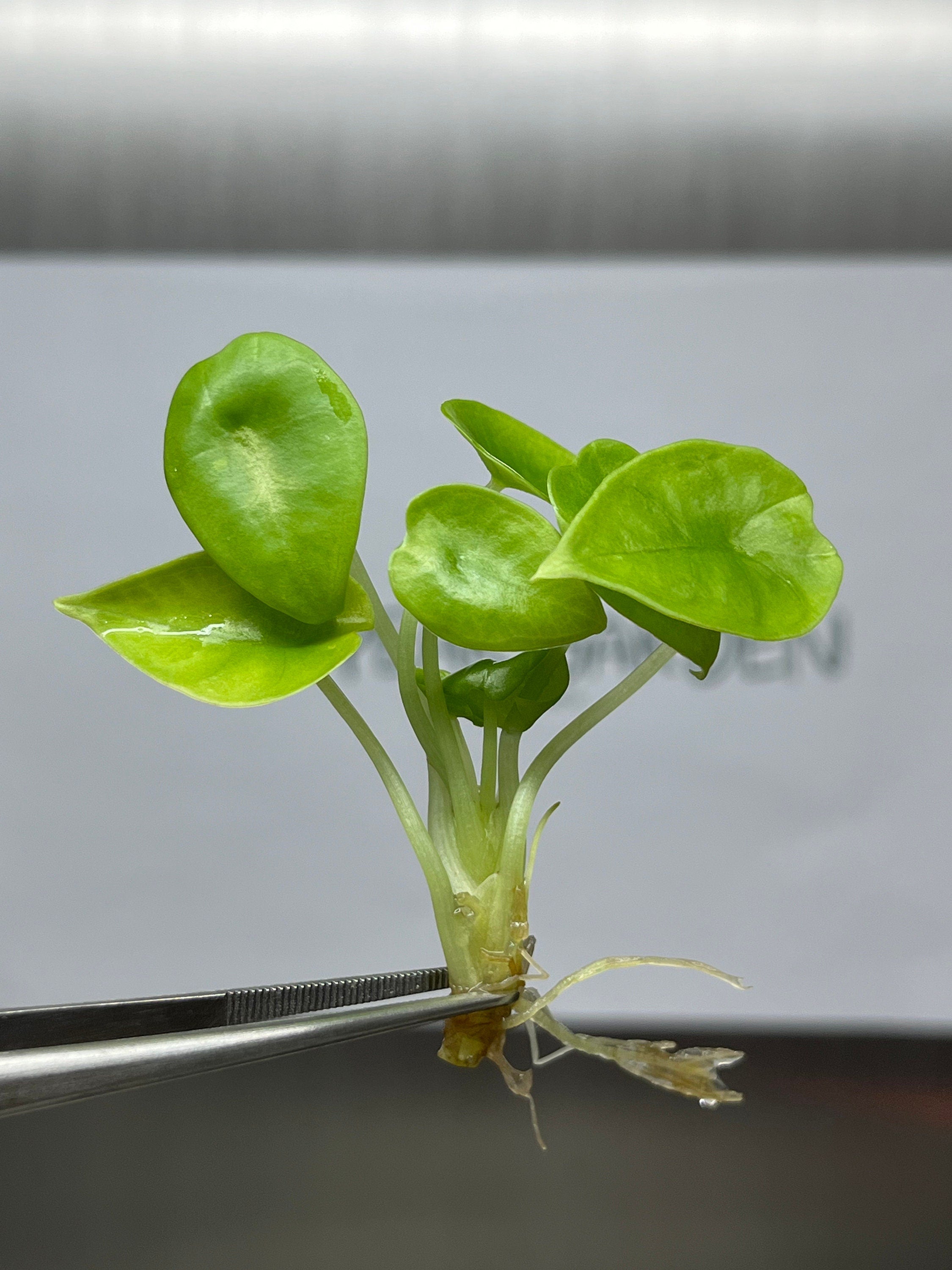 Alocasia Nebula (5 plantlets/bag) Tissue culture